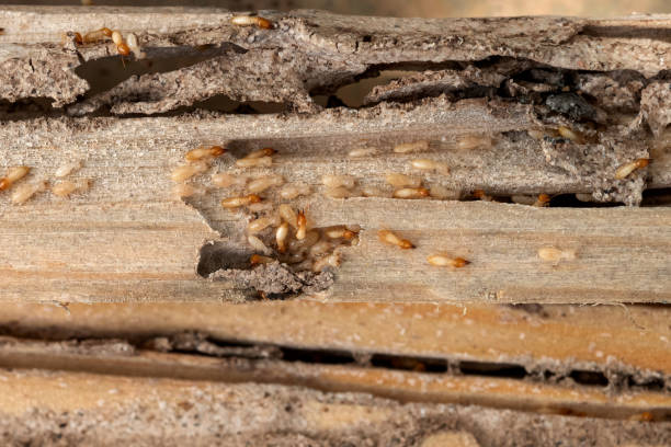 Best Bed Bug Extermination  in Bradford, TN